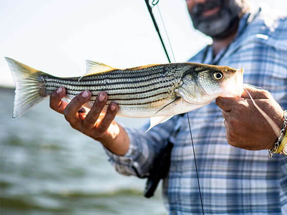 Lake Texoma Fly Fishing for Striped Bass